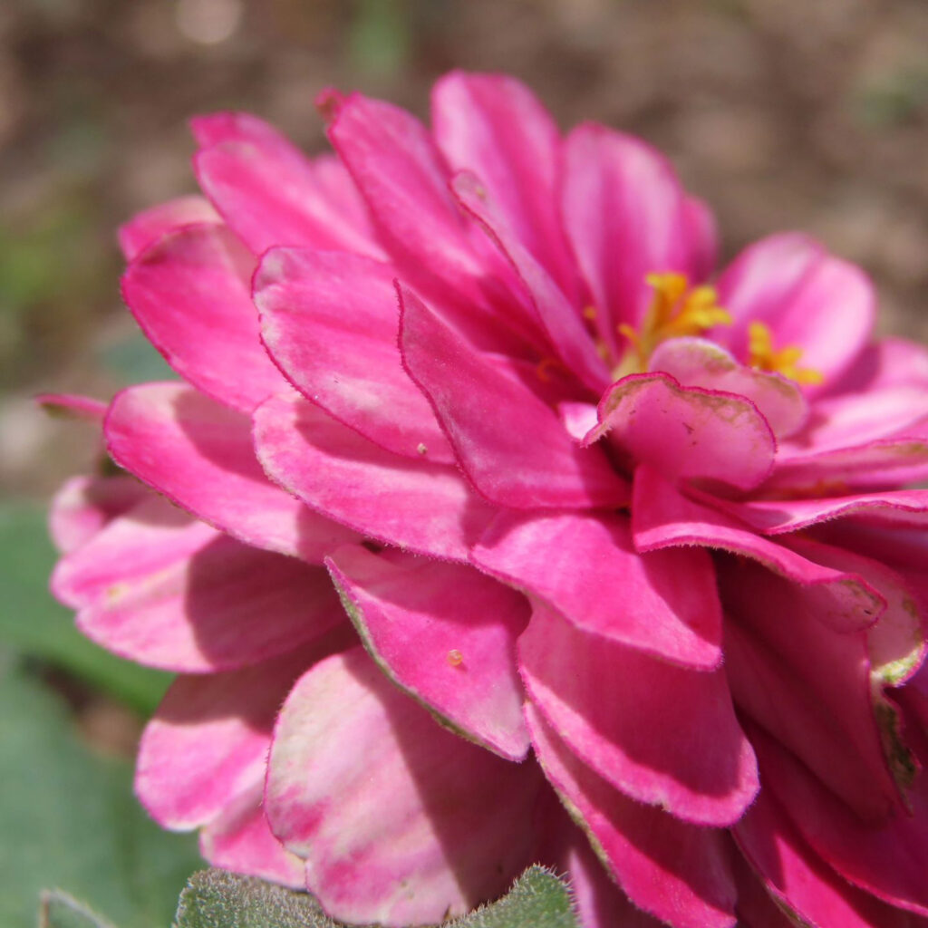 ヒャクニチソウがピンク色の花を咲かせています