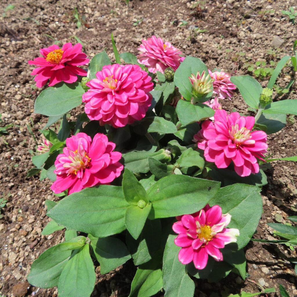 ヒャクニチソウがピンク色の花を咲かせています