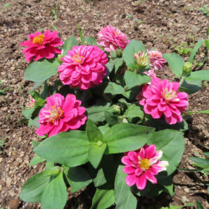ヒャクニチソウの長く咲くジニアを撮影した花写真