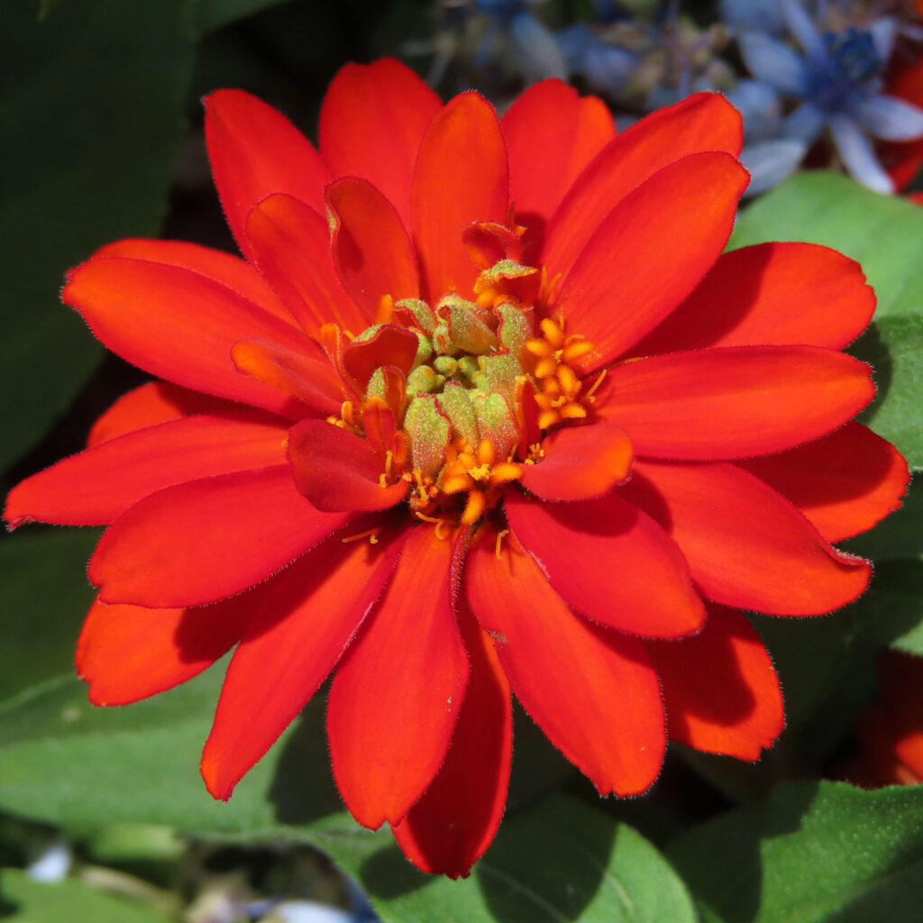 ヒャクニチソウがオレンジ色の花を咲かせています