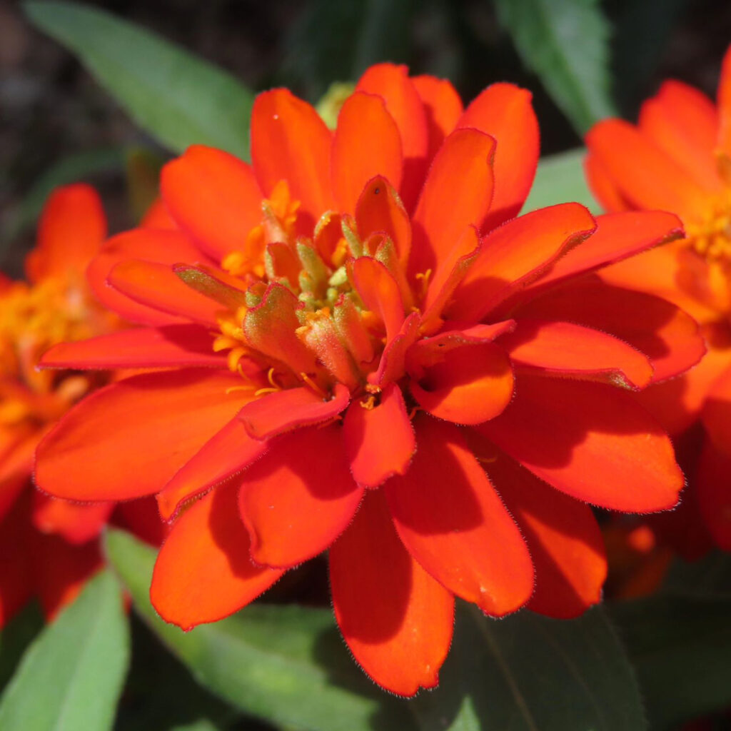 ヒャクニチソウがオレンジ色の花を咲かせています