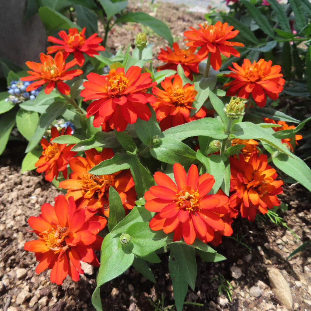 ヒャクニチソウがオレンジ色の花を咲かせています