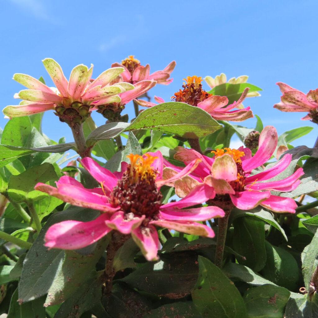 ヒャクニチソウがピンク色の花を咲かせています