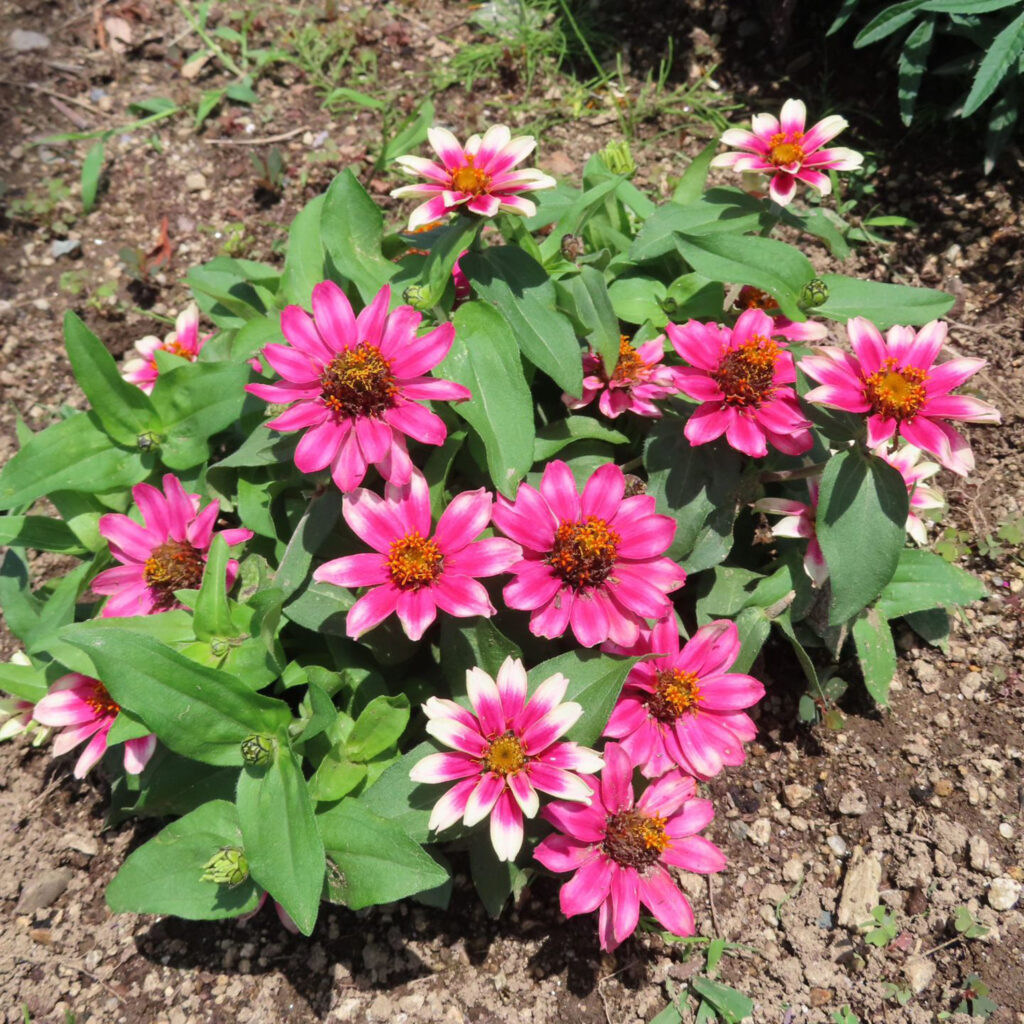 ヒャクニチソウがピンク色の花を咲かせています