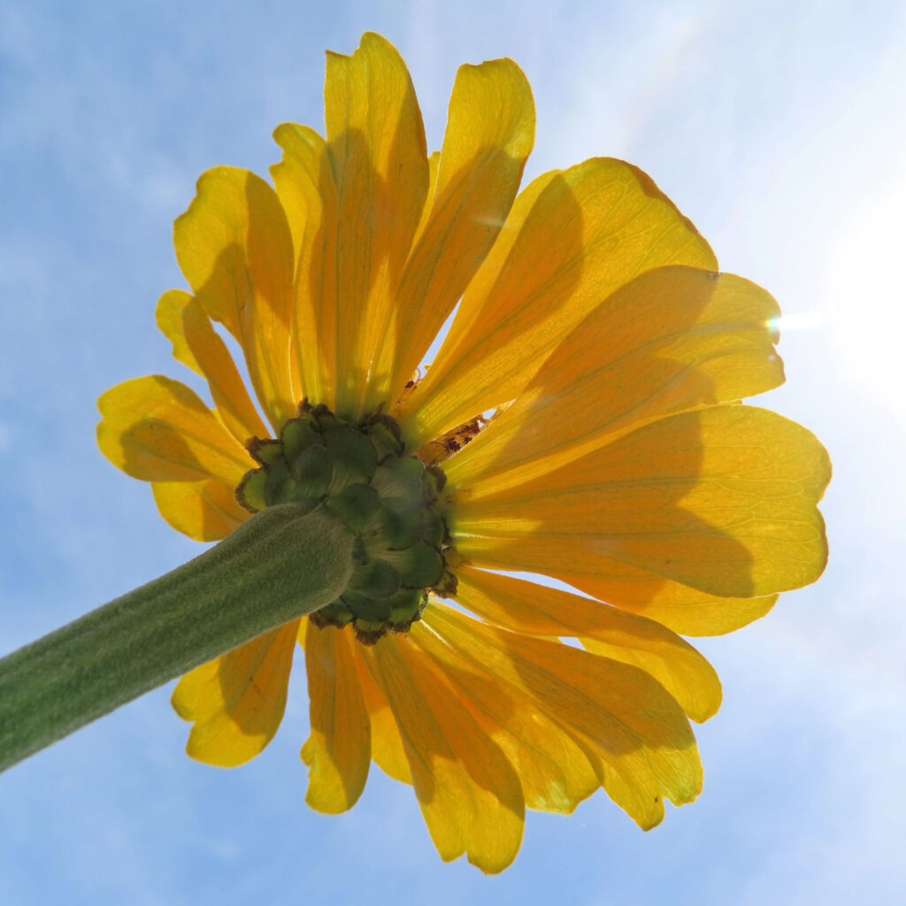 ヒャクニチソウが黄色い花を咲かせています