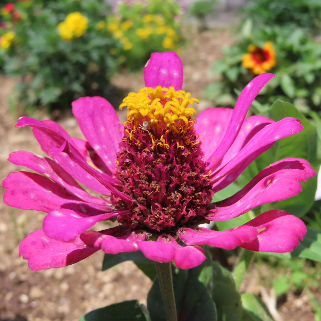 ヒャクニチソウがピンク色の花を咲かせています