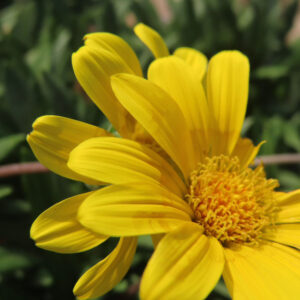 ガザニアの黄色い花を横からクローズアップ撮影した写真。花弁の重なりや陰影が鮮明で、背景の緑の葉が柔らかくぼけて映っている