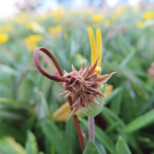 ガザニアの枯れた花殻と新芽を背景にした接写写真｜緑の葉を背景にした自然のディテール