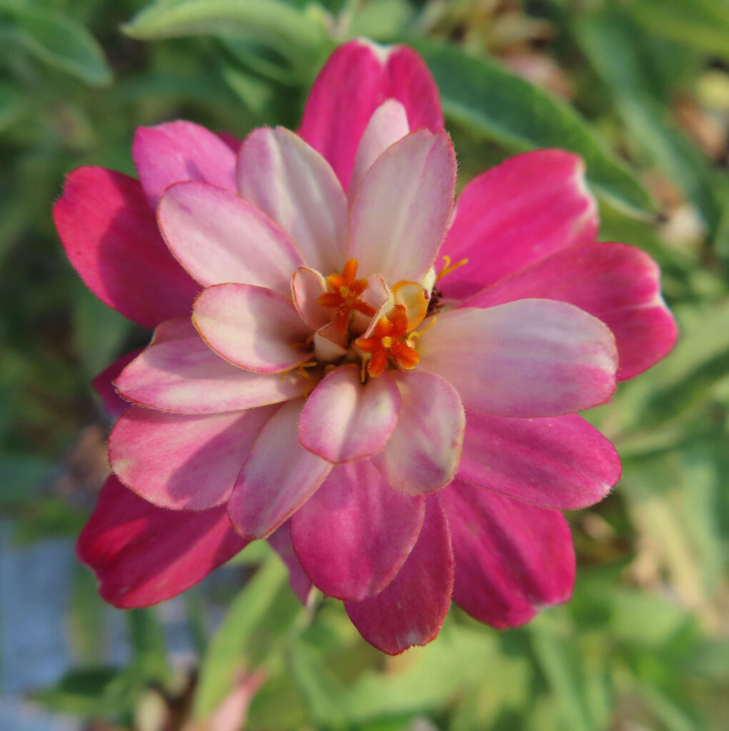 ヒャクニチソウがピンク色の花を咲かせています