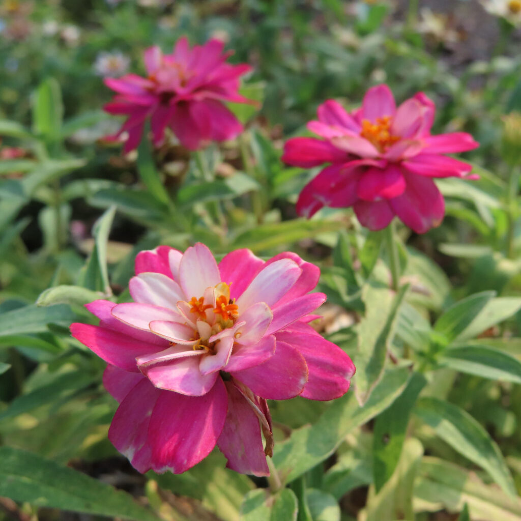 ヒャクニチソウがピンク色の花を咲かせています