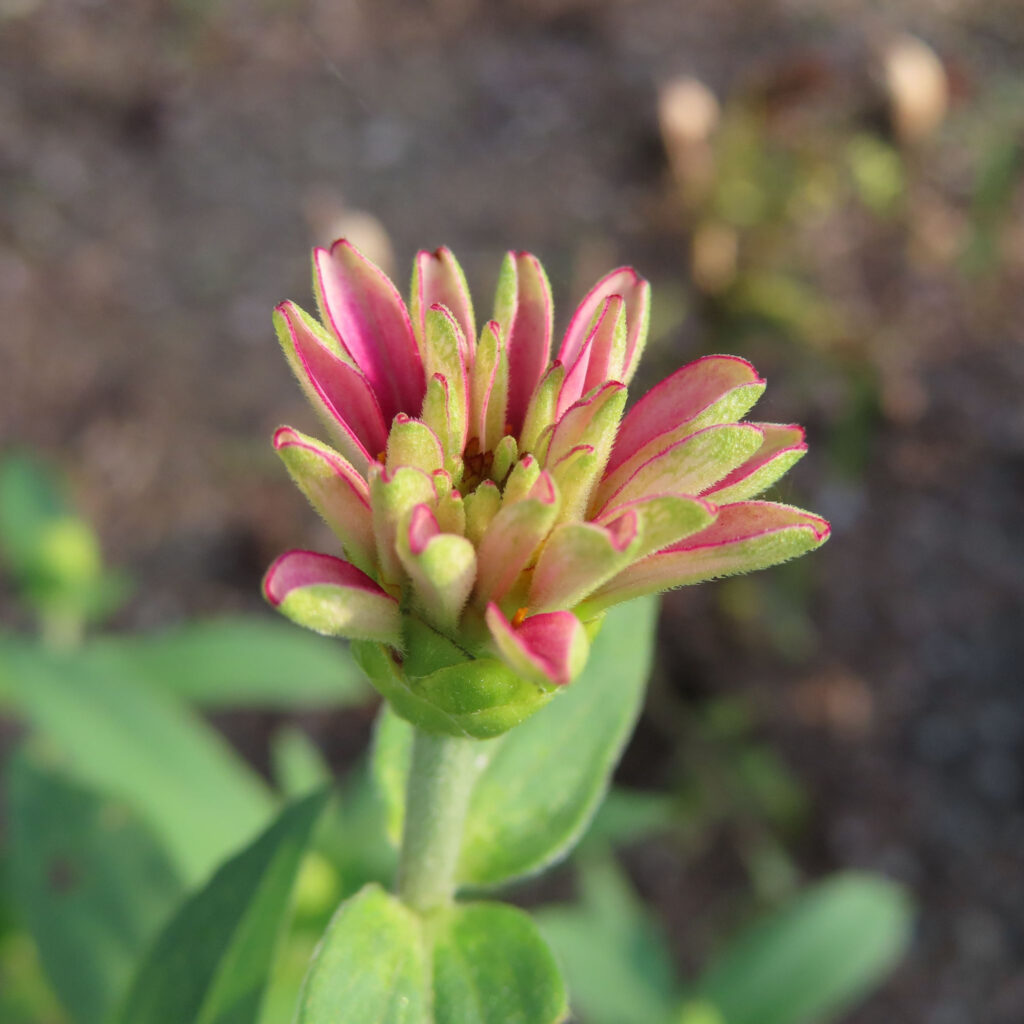 ヒャクニチソウがピンク色の花を咲かせています