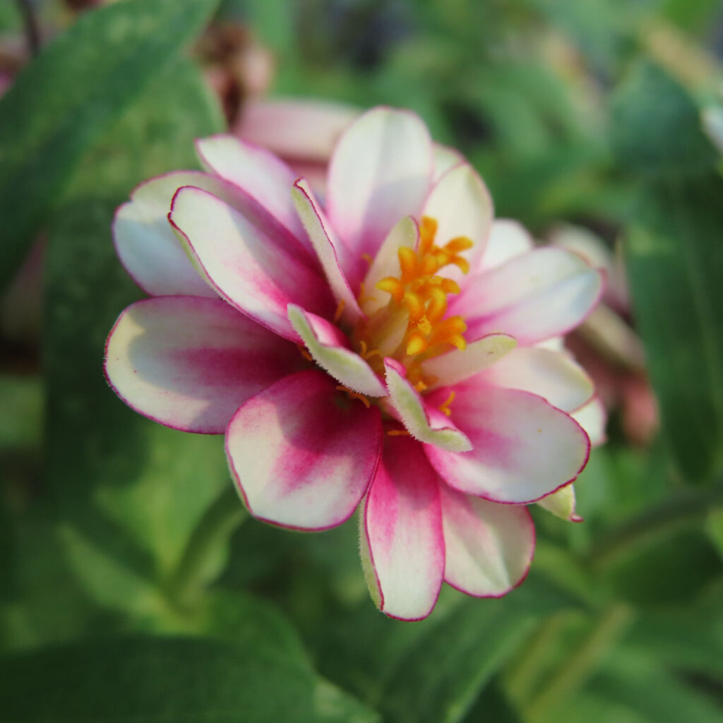 ヒャクニチソウがピンク色の花を咲かせています