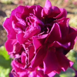 ストックのまっすぐ香る花穂を撮影した花写真