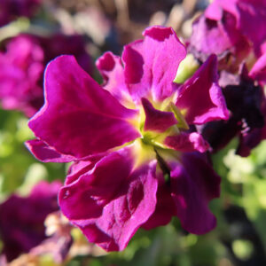 ストックのまっすぐ香る花穂を撮影した花写真