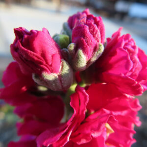 ストックのまっすぐ香る花穂を撮影した花写真