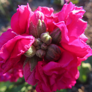 ストックのまっすぐ香る花穂を撮影した花写真