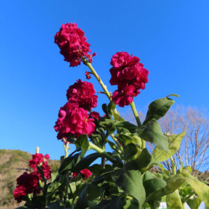 ストックのまっすぐ香る花穂を撮影した花写真