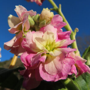 ストックのまっすぐ香る花穂を撮影した花写真