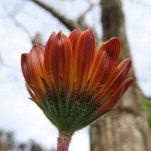 オステオスペルマムのアフリカンデージーを撮影した花写真