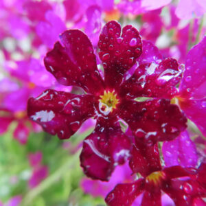 プリムラの春を告げる花を撮影した花写真