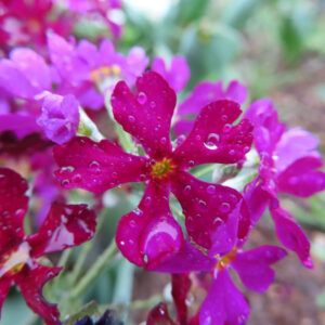 プリムラの春を告げる花を撮影した花写真