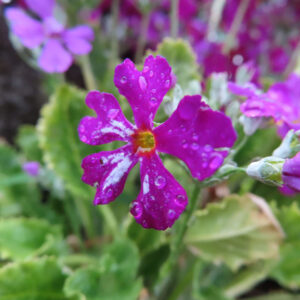 プリムラの春を告げる花を撮影した花写真