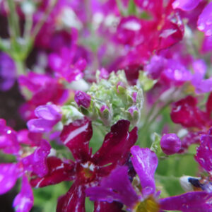 プリムラの春を告げる花を撮影した花写真