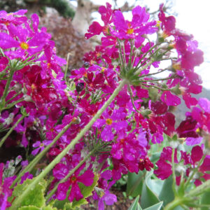 プリムラの春を告げる花を撮影した花写真