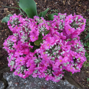 プリムラの春を告げる花を撮影した花写真