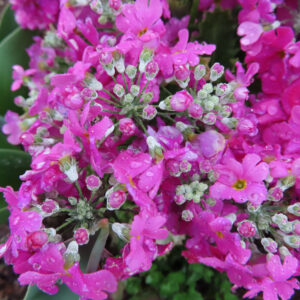 プリムラの春を告げる花を撮影した花写真