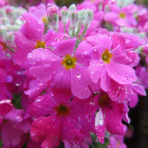 プリムラの春を告げる花を撮影した花写真