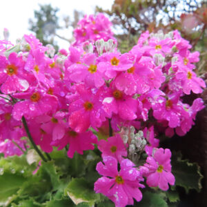 プリムラの春を告げる花を撮影した花写真