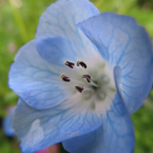 ネモフィラの空色のBaby blue eyesを撮影した花写真