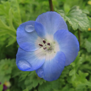 ネモフィラの空色のBaby blue eyesを撮影した花写真