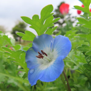 ネモフィラの空色のBaby blue eyesを撮影した花写真