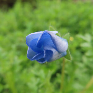 ネモフィラの空色のBaby blue eyesを撮影した花写真