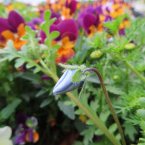 ネモフィラの空色のBaby blue eyesを撮影した花写真