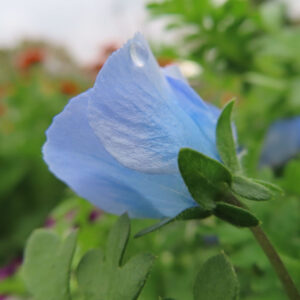 ネモフィラの空色のBaby blue eyesを撮影した花写真