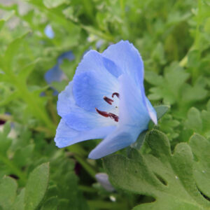 ネモフィラの空色のBaby blue eyesを撮影した花写真