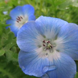 ネモフィラの空色のBaby blue eyesを撮影した花写真