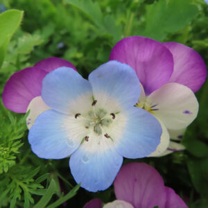 ネモフィラの空色のBaby blue eyesを撮影した花写真