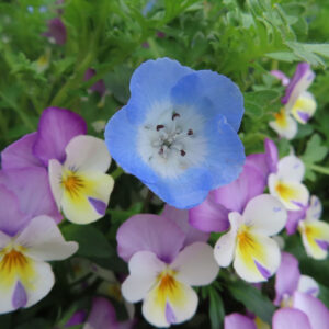 ネモフィラの空色のBaby blue eyesを撮影した花写真