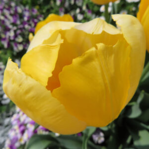 チューリップのターバンに由来する春の球根花を撮影した花写真