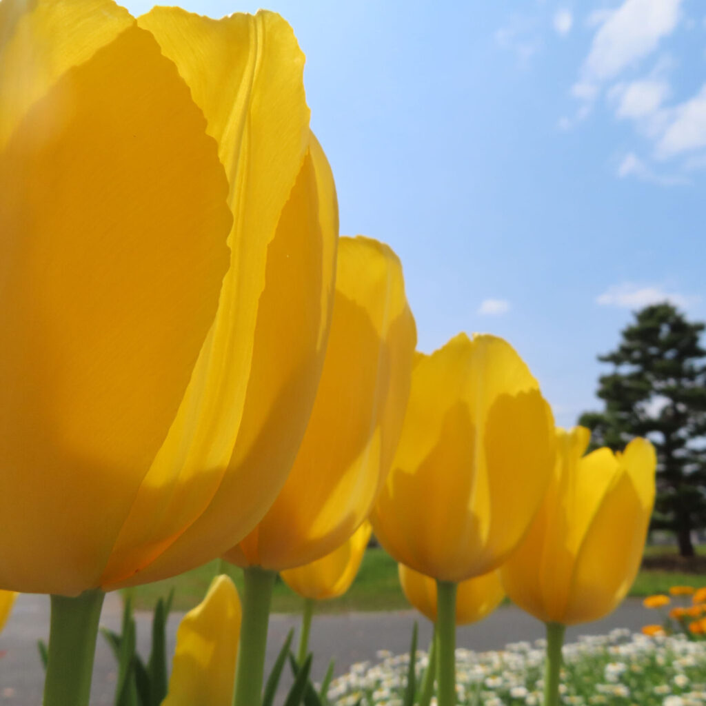 チューリップの無料(フリー)写真