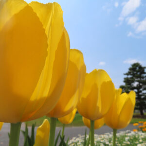 チューリップのターバンに由来する春の球根花を撮影した花写真