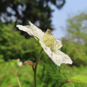 クサイチゴの白花を撮影した花写真