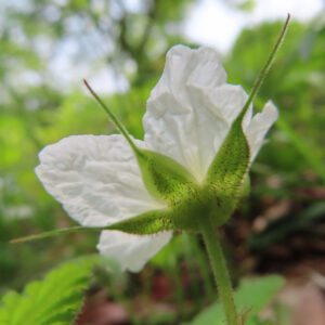 クサイチゴの白花を撮影した花写真