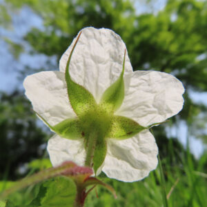 クサイチゴの白花を撮影した花写真