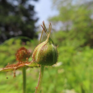 クサイチゴの白花を撮影した花写真