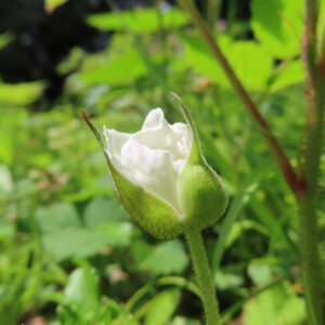 クサイチゴの白花を撮影した花写真